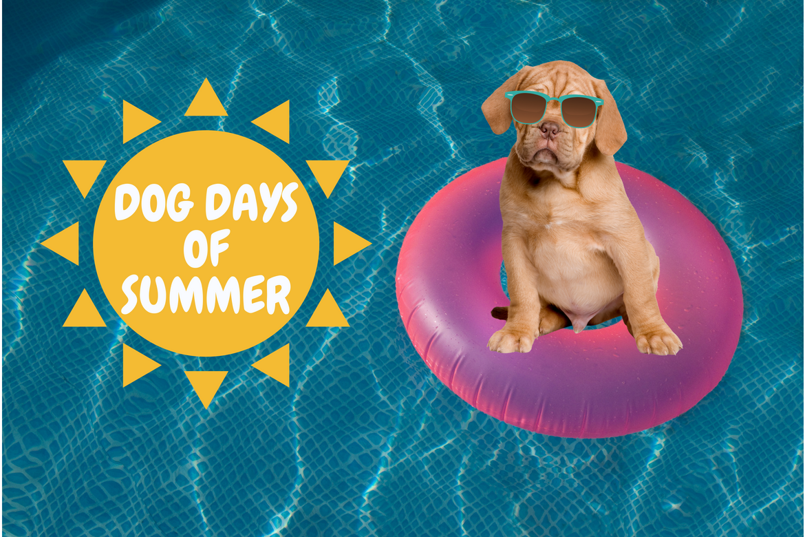 What Happens During Dog Days Of Summer
